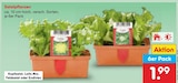 Aktuelles Salatpflanzen Angebot bei Netto Marken-Discount in Bremen ab 1,99 €