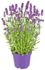 Kaufland Pasewalk - Lavendel Angebot im Prospekt Lavendel bei Kaufland im Pasewalk Prospekt für 1,69 €