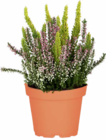 Aktuelle Pflanzen Angebote bei Netto Marken-Discount in Jena Aktuelles Dreifarbige Besenheide Angebot bei Netto Marken-Discount in Jena ab 2,99 €