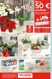 Baldrian Angebot im aktuellen Hellweg Prospekt auf Seite 8