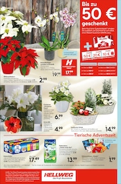 Katzenfutter im Hellweg Prospekt in Falkensee Aktueller Hellweg Prospekt mit Katzenfutter, "Die Profi-Baumärkte", Seite 8