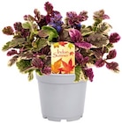 REWE Lage - Indian Summer Mix blühende Sorten Angebot im Prospekt Indian Summer Mix blühende Sorten bei REWE im Lage Prospekt für 3,99 €