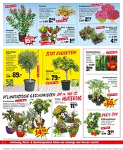 Aktueller Repo Prospekt mit Gartenpflanzen, "Aktuelle Angebote", Seite 8
