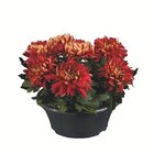 Chrysantheme im Lidl Prospekt Deko-Chrysanthemen im aktuellen Lidl Prospekt für 6,99 €