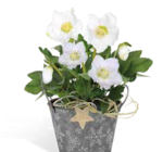 Christrose Angebote bei OBI Ansbach für 6,99 €