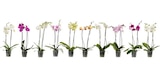 Orchidée - Carrefour à Colombes Orchidée en promo chez Carrefour Colombes à 5,99 €
