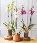 Orchidée 2 tiges en promo chez Super U Nancy à 10,99 €