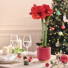 Jardiland La Queue-en-Brie - Promo Amaryllis Promo Amaryllis à 6,99 € dans le catalogue Jardiland à La Queue-en-Brie