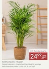 Goldfruchtpalme »Dypsis« im Pflanzen Kölle Prospekt Goldfruchtpalme »Dypsis« von im aktuellen Pflanzen Kölle Prospekt für 24,99 €