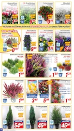 Aktueller CENTERSHOP Prospekt mit Blumenzwiebeln, "Da geht was.", Seite 10
