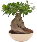 Penny Aschaffenburg - Ginseng-Bonsai Angebot im Prospekt Ginseng-Bonsai bei Penny im Aschaffenburg Prospekt für 9,99 €