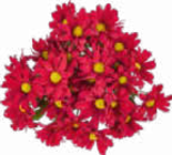 Chrysanthemen im Angebot bei Netto Marken-Discount in Heidelberg Chrysanthemen Angebote bei Netto Marken-Discount Heidelberg für 2,49 €