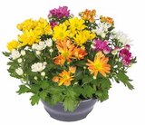 Chrysanthemen-Schale von  im aktuellen Pflanzen Kölle Prospekt für 8,99 €