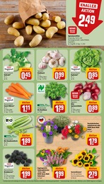 Blumen Angebot & Preis im aktuellen REWE Prospekt Blumen Angebot im aktuellen REWE Prospekt auf Seite 7