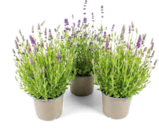 Lavendel  im aktuellen OBI Prospekt für 1,99 €