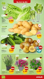 Penny Kartoffeln im Prospekt Penny Kartoffeln im Prospekt