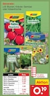 Aktuelles Sämereien Angebot bei Netto Marken-Discount in Bremen ab 0,19 €