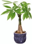 Plante verte en pot céramique en promo chez Lidl Aulnay-sous-Bois à 7,99 €
