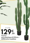 Cactus en promo chez Maxi Bazar Strasbourg à 129,99 €