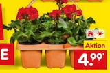 Geranien im aktuellen Netto Marken-Discount Prospekt für 4,99 €