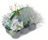 Herbstpflanzen-Mix für 8,99 € bei toom Baumarkt im Angebot Herbstpflanzen-Mix im aktuellen toom Baumarkt Prospekt