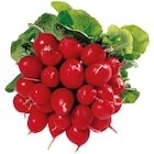 Radieschen Angebote bei REWE Köln für 0,79 €