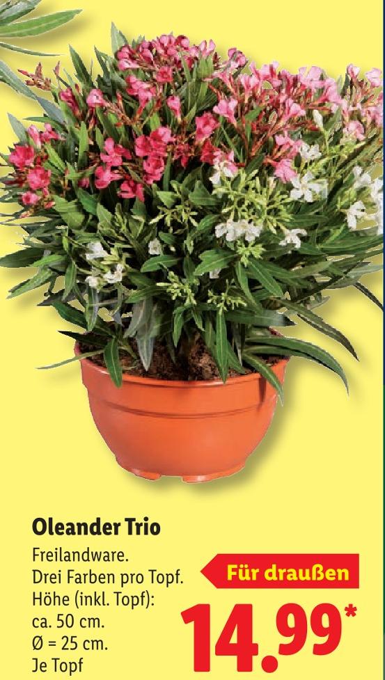 Oleander Trio