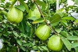 Feijoa à fruits à Jardiland dans Vieille-Toulouse Feijoa à fruits à Jardiland dans Vieille-Toulouse