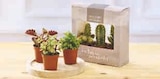 Trio cactus ou succulentes en promo chez U Express Trio cactus ou succulentes dans le catalogue U Express