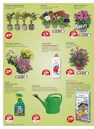 Blumen Angebot & Preis im aktuellen V-Markt Prospekt Blumen Angebot im aktuellen V-Markt Prospekt auf Seite 20