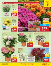 Aktueller Netto Marken-Discount Prospekt mit Balkonpflanzen, "Aktuelle Angebote", Seite 9
