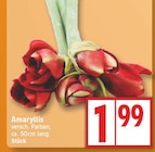 Aktuelle Pflanzen Angebote bei EDEKA in Potsdam Aktuelles Amaryllis Angebot bei EDEKA in Potsdam ab 1,99 €