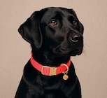 Collier Shiny dans le catalogue Maxi Zoo