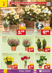 Blumen im aktuellen Netto Marken-Discount Prospekt (Wuppertal) Blumen im Netto Marken-Discount Prospekt "Aktuelle Angebote" mit 71 Seiten (Wuppertal)