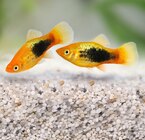 LE LOT DE 5 PLATYS - Animalis LE LOT DE 5 PLATYS à 10,00 € dans le catalogue Animalis