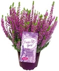 Besenheide im Angebot bei REWE in Ibbenbüren Besenheide Angebote bei REWE Ibbenbüren für 1,99 €