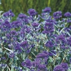 Promo PLANTES D'ORNEMENT à 7,99 € dans le catalogue Hyper U à La Roche-sur-Yon
