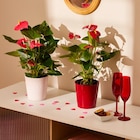 Anthurium en promo chez Carrefour Noisy-le-Grand à 8,99 €