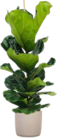 Geigenfeige von GROW by OBI für 34,99 € bei OBI im Angebot Geigenfeige von GROW by OBI im aktuellen OBI Prospekt