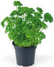 Petersilie kraus im Angebot bei REWE in Darmstadt Petersilie kraus Angebote von REWE Beste Wahl bei REWE Darmstadt für 1,29 €