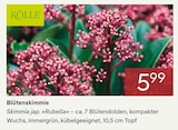 Zimmerpflanzen im Pflanzen Kölle Prospekt Blütenskimmie von Kölle's beste im aktuellen Pflanzen Kölle Prospekt für 5,99 €