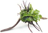 Anubias barteri nana sur racine spiderwood dans le catalogue Botanic