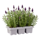Aktuelle Blumen Angebote bei Lidl in Mannheim Aktuelles Lavendel stoechas Angebot bei Lidl in Mannheim ab 5,99 €