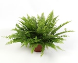 Nephrolepis "Green lady" ECLOZ à Gamm vert dans Bidos