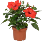 Roseneibisch Angebote von GROW by OBI bei OBI Mannheim für 7,99 €