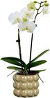 Aktuelles Orchidee »Exclusiv« Angebot bei REWE in Kiel ab 9,99 €