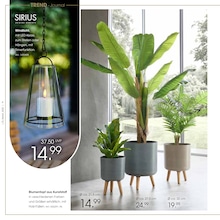Blumentopf Angebot im aktuellen Zurbrüggen Prospekt auf Seite 6