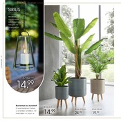 Pflanzen im Zurbrüggen Prospekt in Castrop-Rauxel Aktueller Zurbrüggen Prospekt mit Pflanzen, "TREND - JOURNAL", Seite 6