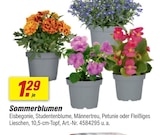 toom Baumarkt Aurich Prospekt mit  im Angebot für 1,29 €