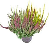 Besenheide »Trio Girls« im Angebot bei REWE in Dormagen Besenheide »Trio Girls« Angebote von Calluna Garden Girls bei REWE Dormagen für 2,50 €